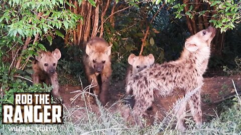 Hyena Den | Maasai Mara Safari | Zebra Plains