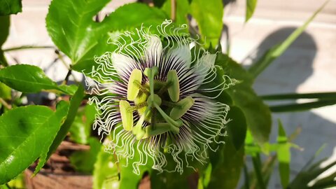 Passion Fruit Flowers Blooming!!!