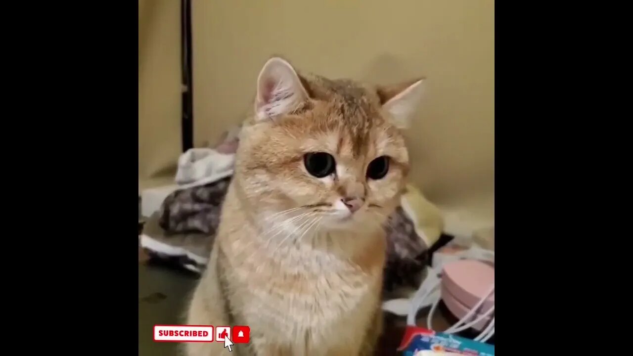 cute cat videos 😹 funny videos 😂1759