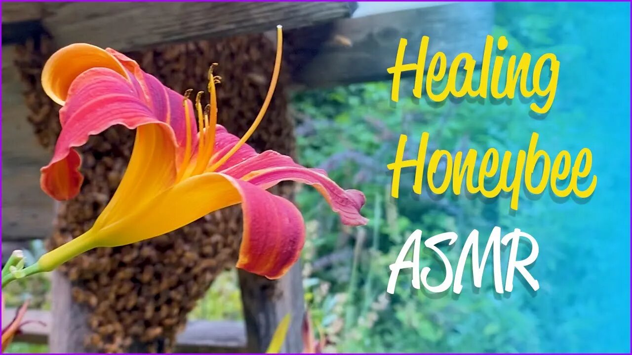 Healing Honeybee ASMR | Relaxing and Satisfying Honeybee Pollinators