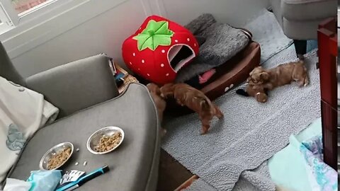 j Litter - 5 weeks old tomorrow