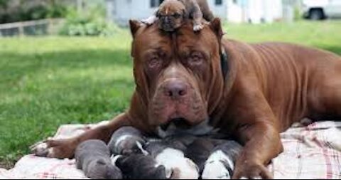 The amazing birth of the dog