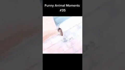 Hit 👍🔔 & SUBSCRIBE for more 🌈🦄🍄🍡🍭🍬🎡🎨🎪 #compilation #funny #random #memes #funnymoments #animals