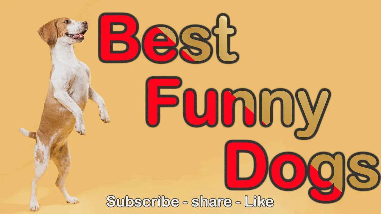 Funny dogs and clever cats refreshing video you laugh you lose #dogs #cats #Petsandwild