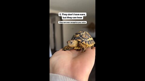 Baby tortoise