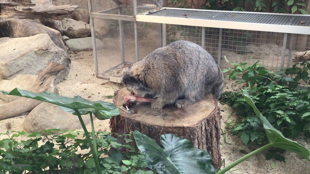 A male Pallas’s cat (manul) biting a bone