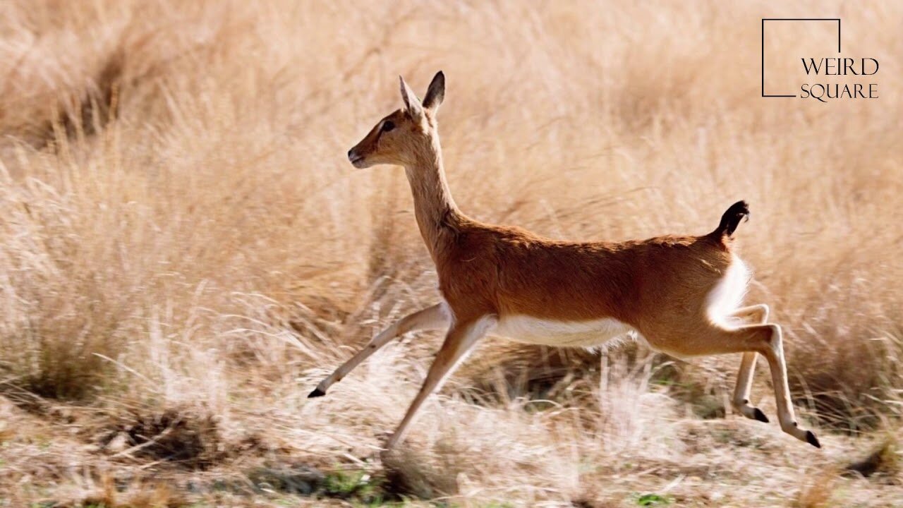 Interesting facts about Oribi by weird square