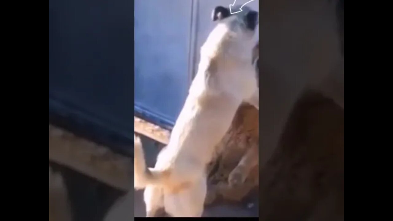 Puppy helping friend