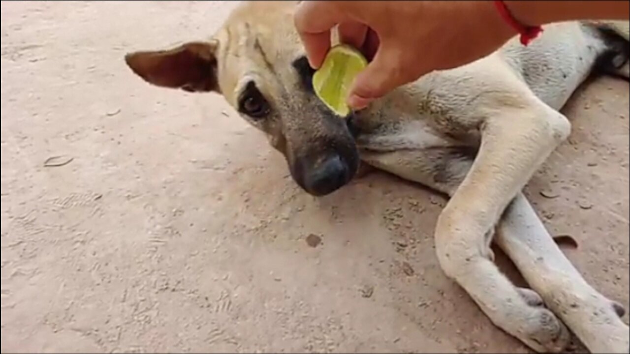 Pranked My Dog With Lemon Juice