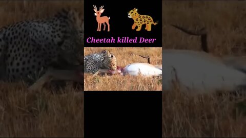 Cheetah killed to Deer 2022 🦌#shorts #youtubeshorts