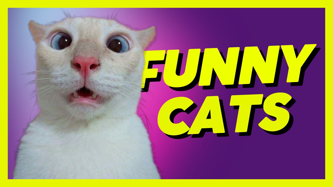 funny cats