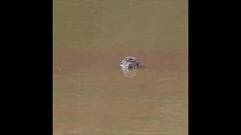 Crocodile vs Monkey #animals #wildlife