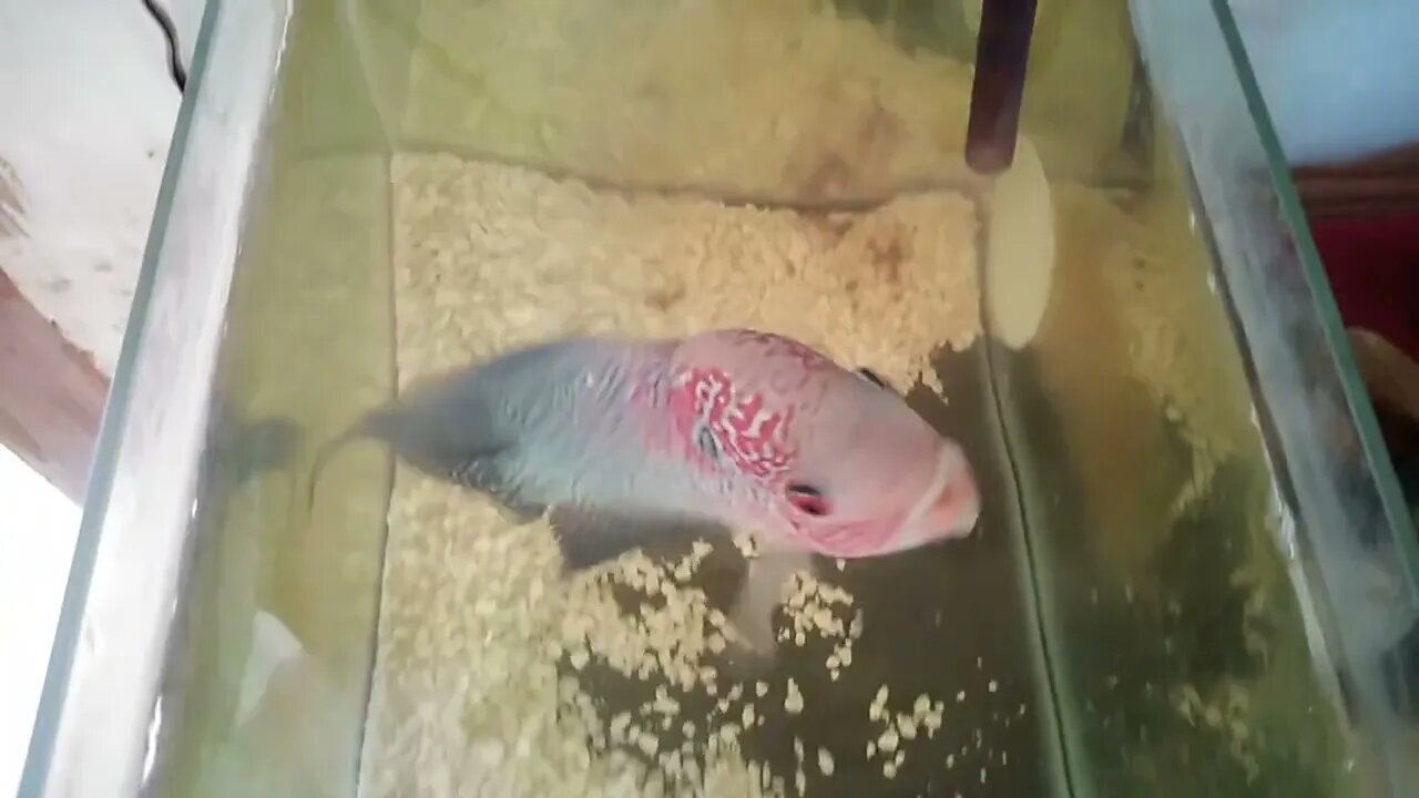 Little a8it Fish