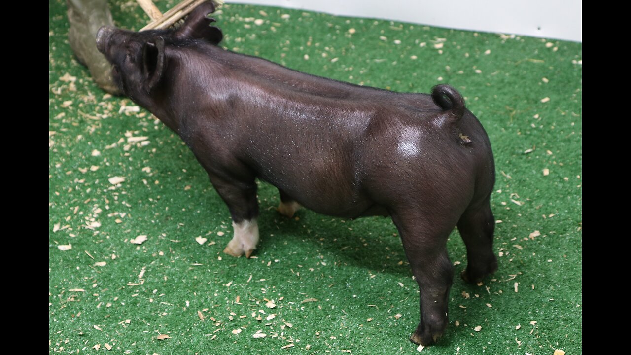 6-9 Crossbred Gilt