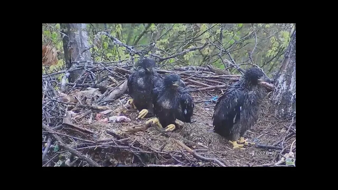 Hays Bald Eagles H17 H18 H16 Eaglets Big Crops 2022 05 01 10:53am