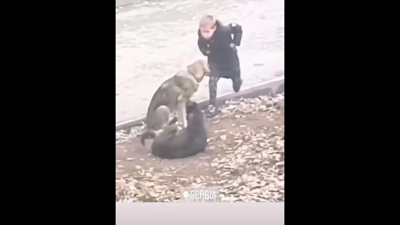 Kid can't stop hugging strays