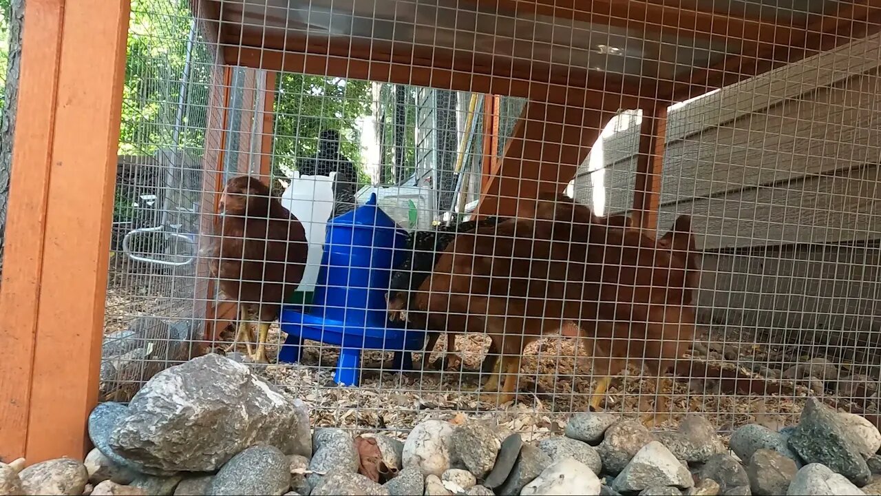 My Backyard Chickens - Episode 35