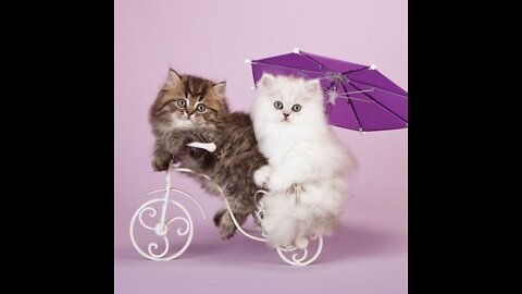 Funniest Cats 😹 - Don't try to hold back Laughter 😂 - Funny Cats Life2022