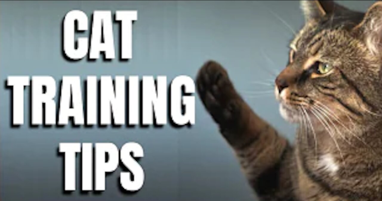 Basic Cat Training Tips