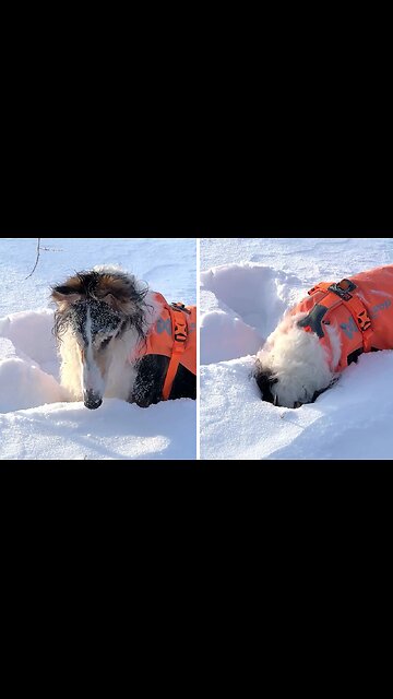 Playful Dog Shoves His Head Deep Into The Snow