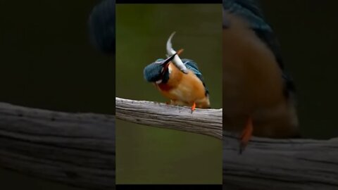 Amazing video bird eating fish