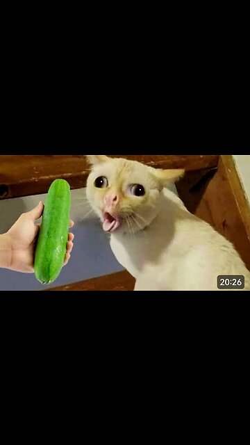 Paws and Claws Comedy Show 🐾😸 | Funniest Cat