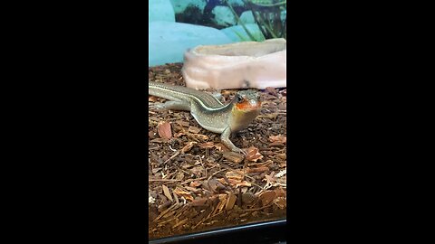 Plated Lizard Is Walking A Little #subscribe #shorts #viral #trending #trend #lizard #reptiles