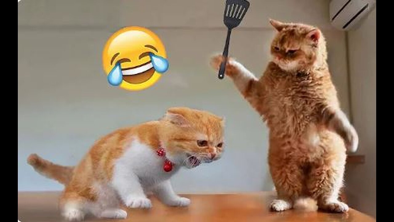 Funniest Animals 2023 😂 Funny Cats and Dogs Videos 😺🐶