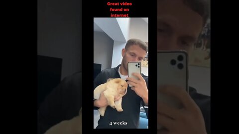 Million likes on Dog video