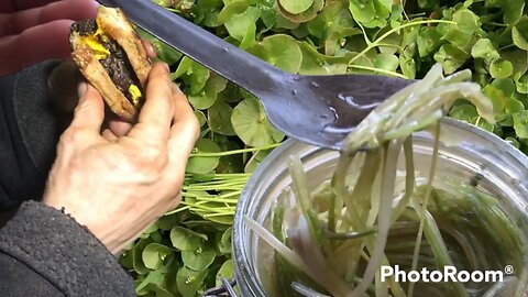 Shepherd’s Blood-Burgers w/ Pickled Miner’s Lettuce!?