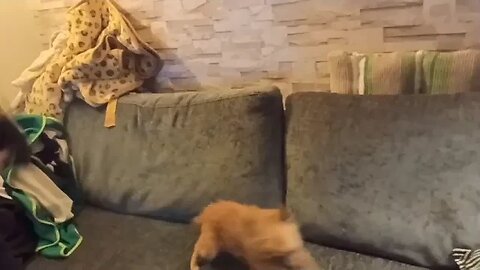 Odin has just had a bath