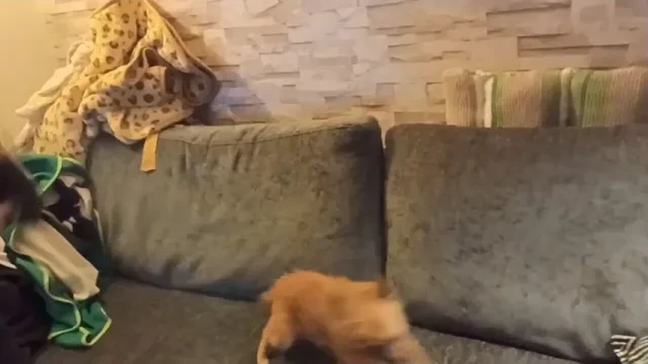 Odin has just had a bath