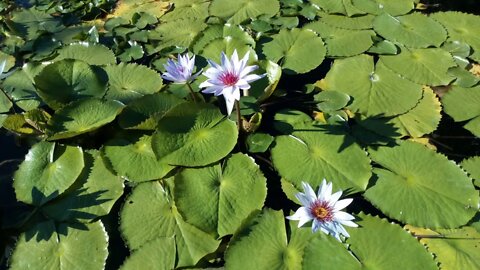 Mindfulness Meditation For Stress Relief, Personal Growth, And Healing - Jed Shlackman, M.S. Ed.