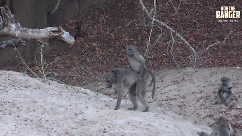 WILDlife: Baboon Antics