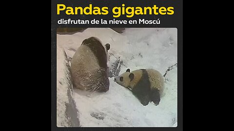 El zoológico de Moscú comparte imágenes de dos pandas gigantes en la nieve