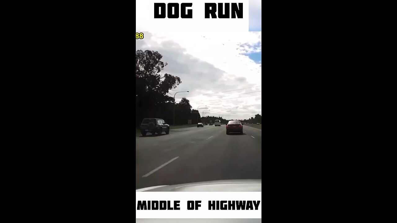 Dog run middle of highway 😯