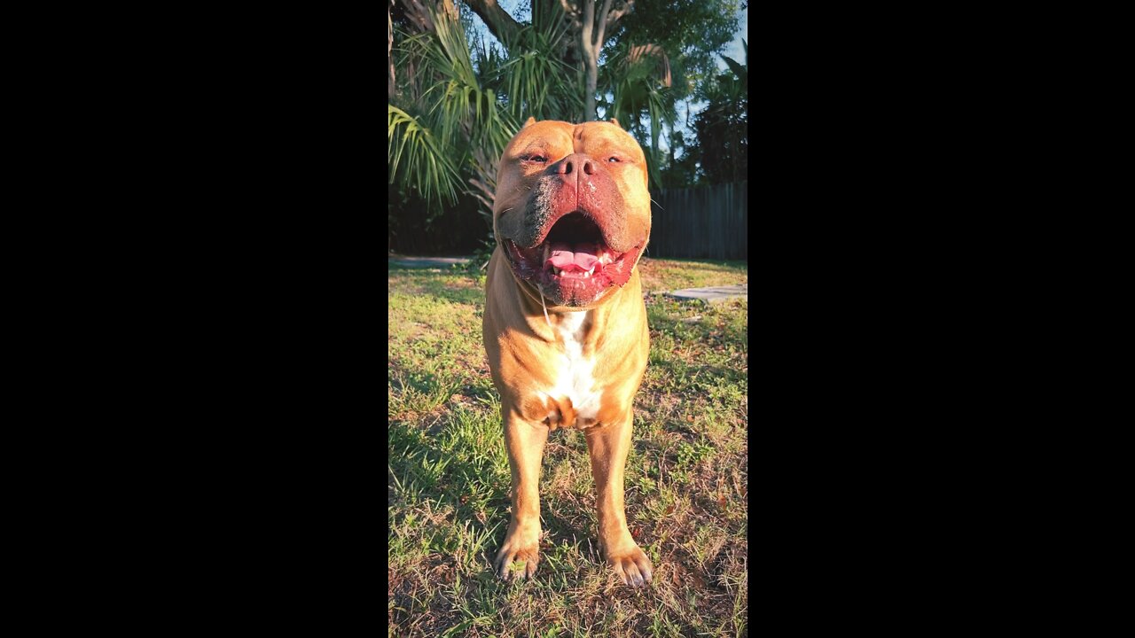 160lb Pit Bull sounds like a LION 🦁