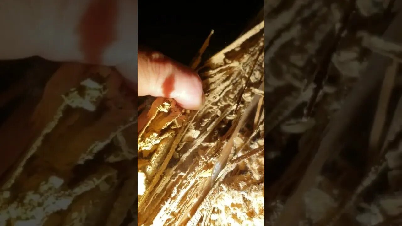 Finding termite damaged structure in attic