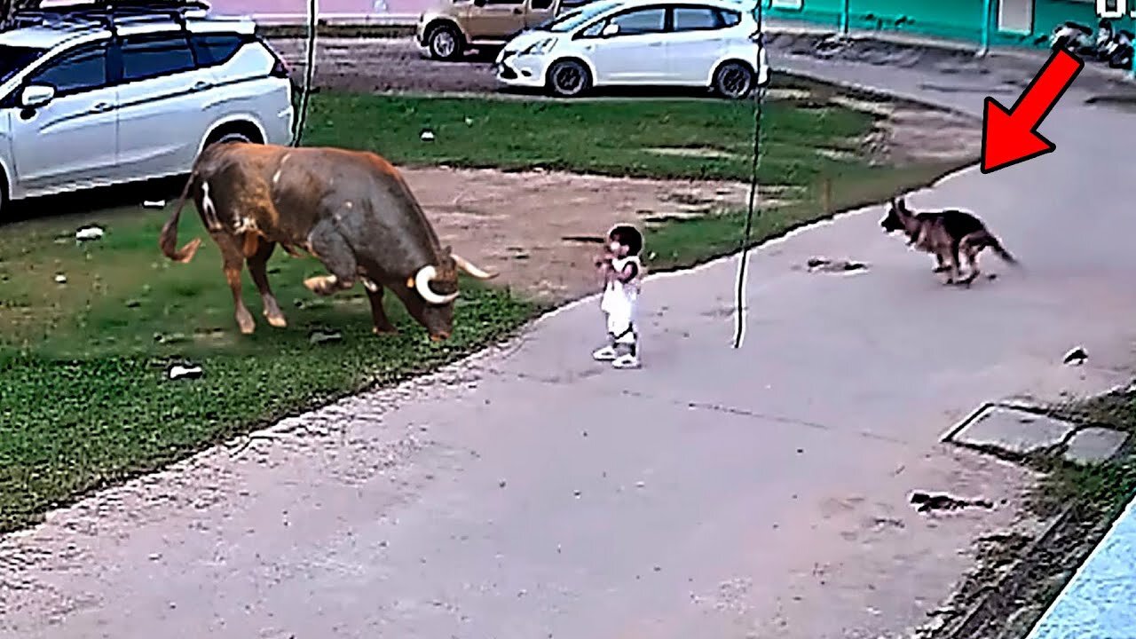 Flagra: German shepherd saves boy from being gored by oxen