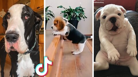 Ultimate Funny Dogs Compilation! 🐕 Most Viral DOGS on the internet! 🥰