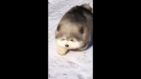 THE CUTEST MALAMUTES FALLING OVER!