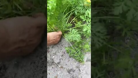 Corn Failed to Produce, What About the Carrots?