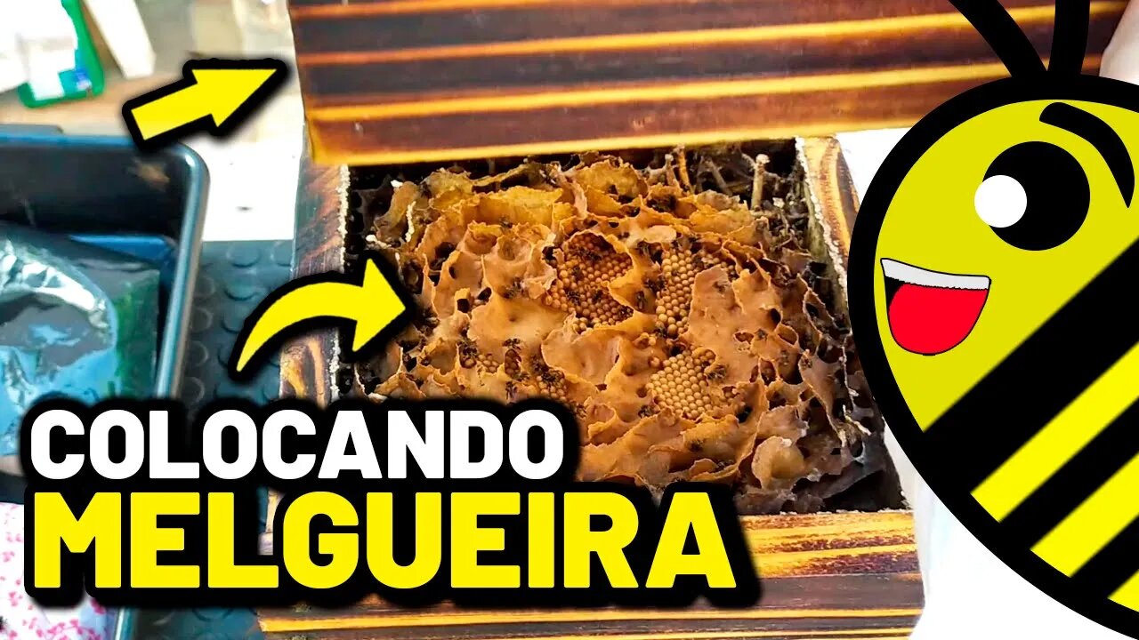 COMO COLOCAR MELGUEIRA - ABELHA MANDAGUARI PRETA | Protegendo um ENXAME na ISCA PET DICAS DE MANEJO