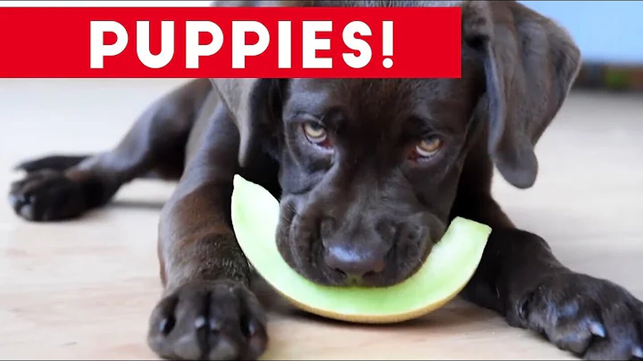 Cutest Puppies Playing Around 2017 | Funny Pet Videos