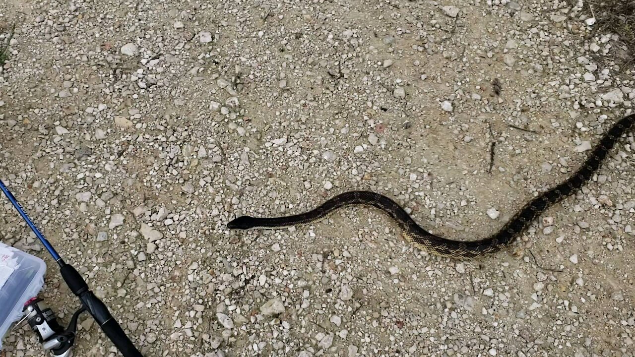 Big snake on the path