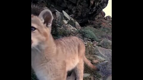 Gorgeous little Puma cub checking out a wildlife cam