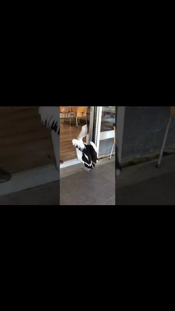Pelican tries to buy fish and chips