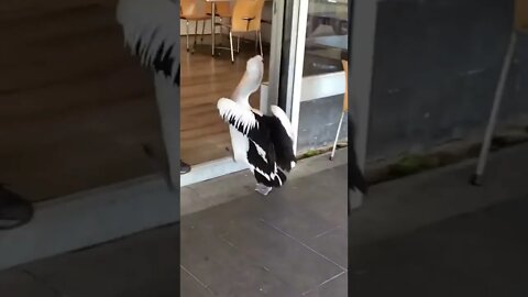 Pelican tries to buy fish and chips