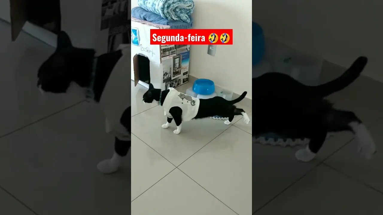 Gato Bartolomeu Tunico segunda-feira 🤣🤣