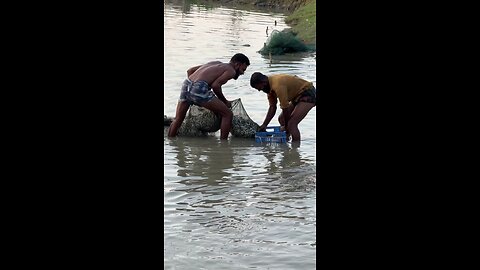 গ্রামবাংলায় মাছ ধরা দেখুন।